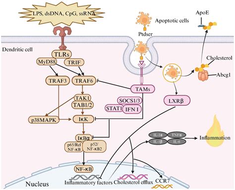 Frontiers Efferocytosis In Dendritic Cells An Overlooked