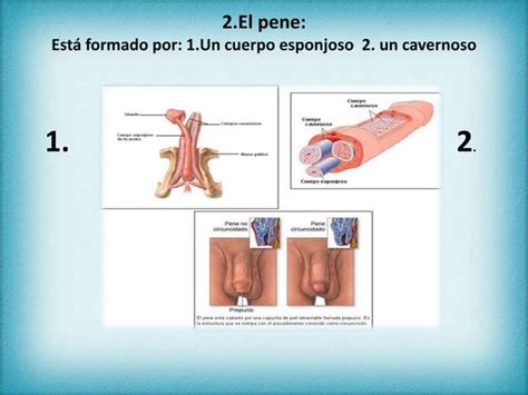 Aparatos De Reproductores PPT Descarga Gratuita