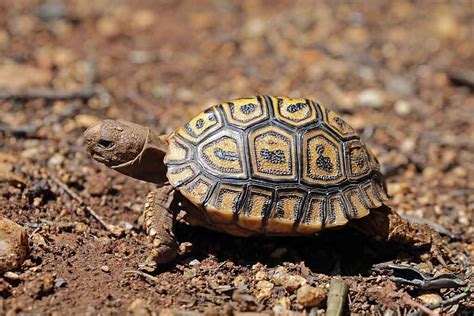 Tortue L Opard Logement Soins Et Entretien