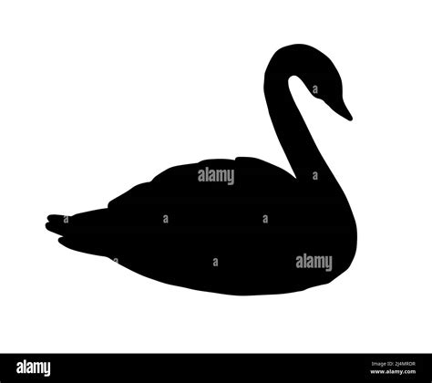 Vector Black Swan Silhouette Isolated On White Background Stock Vector