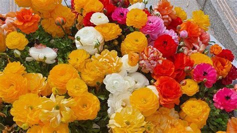 Ranunculus Everything You Need To Know Before Planting