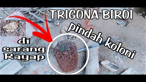 Memindahkan Koloni Lebah Trigona Biroi Dari Sarang Rayap Ke Kotak