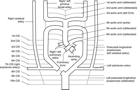 E Drawing Of The Normal Embryologic Development Of The Aorta And Download Scientific Diagram