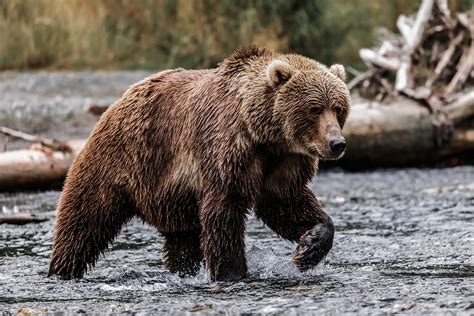 Man Kills Kodiak Bear Inside Neighbors House With A 12 Gauge