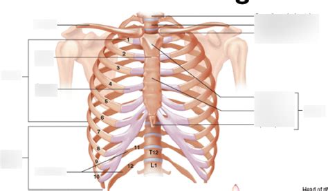 Thoracic Cage Diagram Quizlet