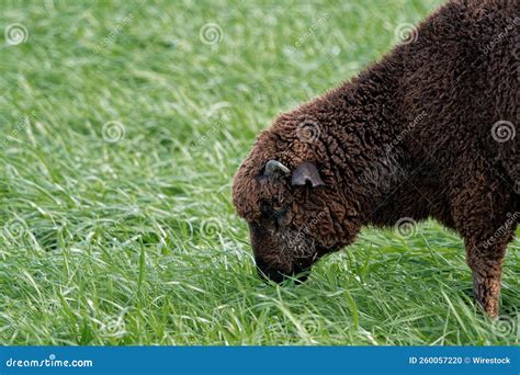 Tiro Ao Fundo De Uma Ovelha Marrom Merino Pastoreando Erva Num Campo