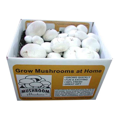 Mushrooms Packaging Boxes Custom Mushrooms Packaging Boxes