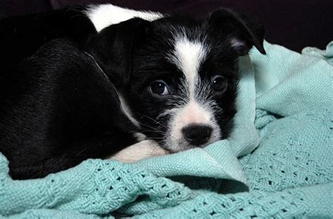 basston dog breed health temperament grooming feeding  puppies