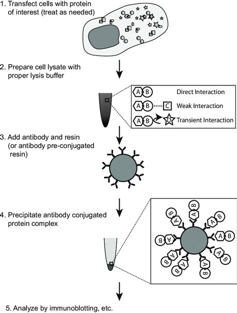 Immunoprecipitation Diagram