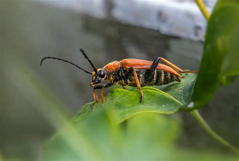 Bombardier Beetle (Pheropsophus verticalis) | Earth Life