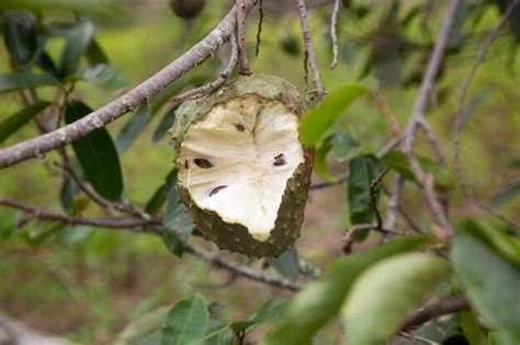 Premium Photo | Annona muricata soursop or graviola is a tree in the ...