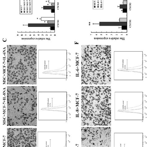 UC MSCs Induced MCF 7 Cell Migration And Invasion In Vitro A MCF 7