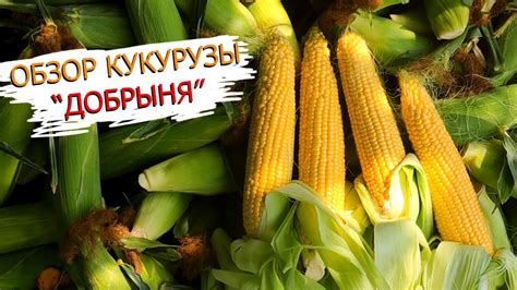 Это моя самая любимая кукуруза!😋 Обзор вкуснейшего гибрида кукурузы ...