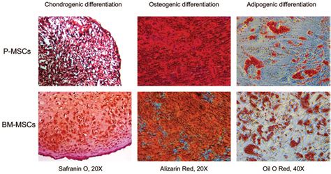 The Multilineage Differentiation Potential Of P Mscs And Bm Mscs The