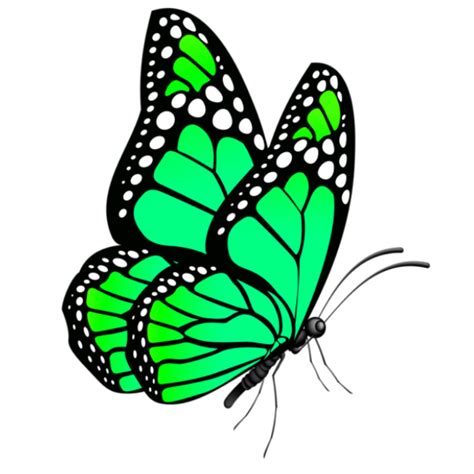 A Green Butterfly With White Dots On It S Wings