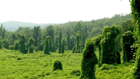 How To Get Rid Of Kudzu In 5 Steps Hubpages