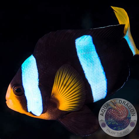 Amphiprion Clarkii Clarks Anemonenfisch Nachzucht Communitycorals