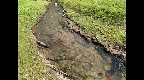 Utah DWR Kokanee Salmon Spawning YouTube