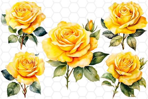 Yellow Watercolor Rose Cliparts Transparent PNG