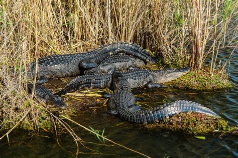 C Mo Visitar El Parque Nacional De Los Everglades Excursiones Y Precios