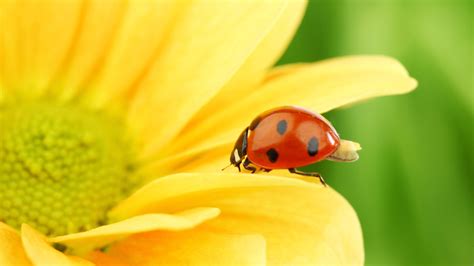 Ladybug Full Hd Wallpaper And Background Image 1920x1080 Id266748