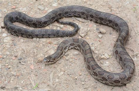 Prairie Kingsnake Lampropeltis Calligaster Calligaster Flickr