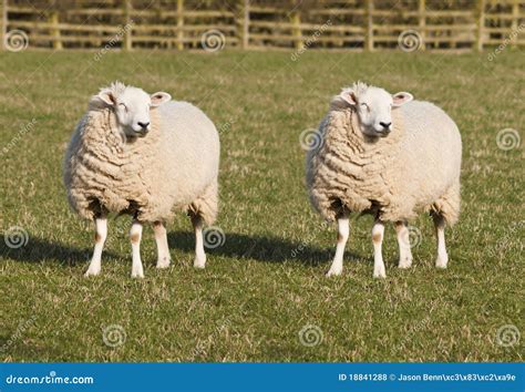 Sheep Cloning Stock Photo Image Of Farming Cloned Green 18841288