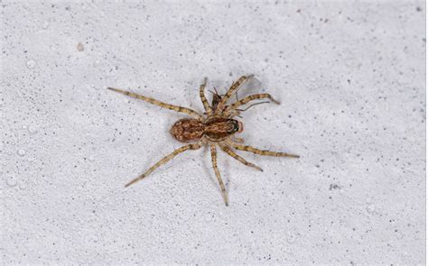 Tips For Wolf Spider Control In Arizona Budget Brothers Termite