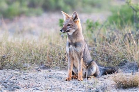 Zorro Gris Pampeano En Entorno De Hierba Pampeana Provincia De La Pampa