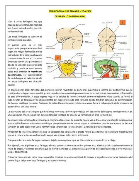 Apuntes De Embriolog A Jayro Vargas Medina Udocz