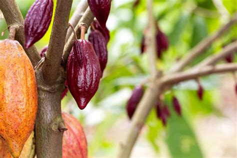 Optimizing Cocoa Orchard Management A Month By Month Garden