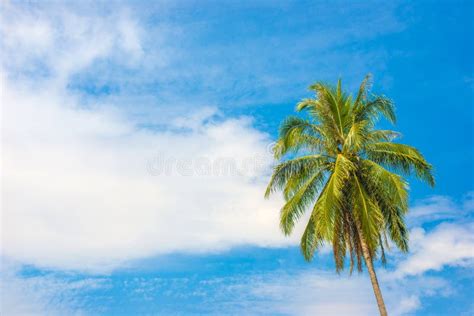 Coconut Tree On Blue Sky With Cloud Stock Photo Image Of Tropical