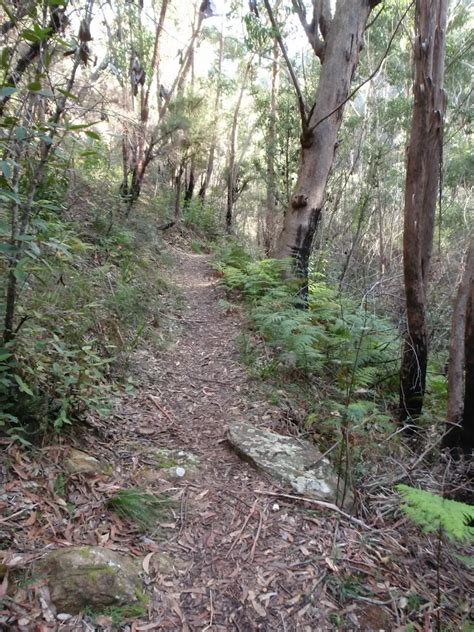 Pierces Pass To Blue Gum Forest Walking Track