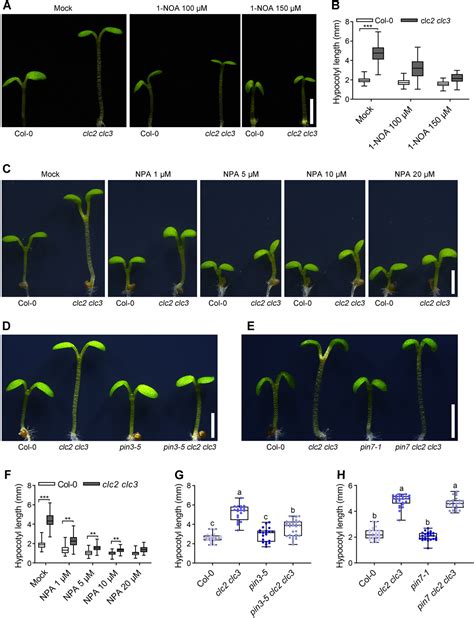 Clathrin Light Chains Regulate Hypocotyl Elongation By Affecting The