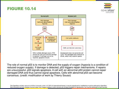 Chapter 10 CELL REPRODUCTION - ppt download