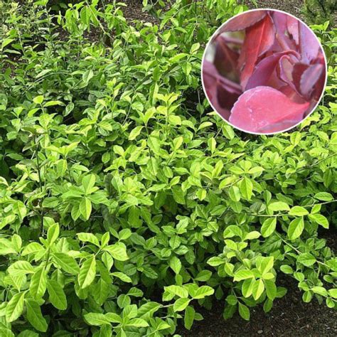 Euonymus Fortunei Dart S Blanket Vente Fusain De Fortune Persistant