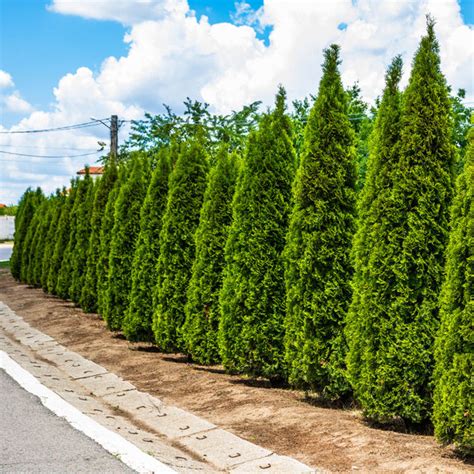 Junior Giant Thuja Tree For Sale Grows To 20 Tall Plantingtree