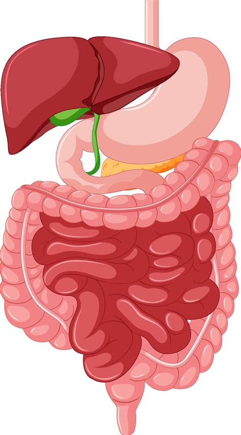 Gastrointestinal Tract Anatomy For Education 6093514 Vector Art At Vecteezy