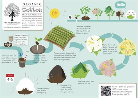 Cotton Plant Growth Stages