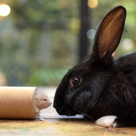 Straw Bedding For Rabbits The Key Facts Blue Mountain Hay