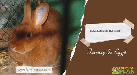 Baladi Red Rabbit Farming In Egypt Farming Plan