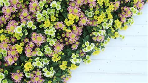 Chrysanthemums Greet Visitors To Donghu Park Eyeshenzhen