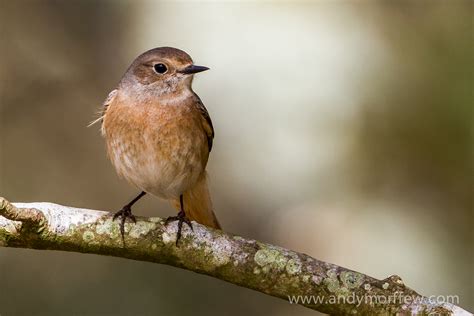 Gratis Afbeeldingen Natuur Tak Vrouw Wildlife Bek Roodborstje