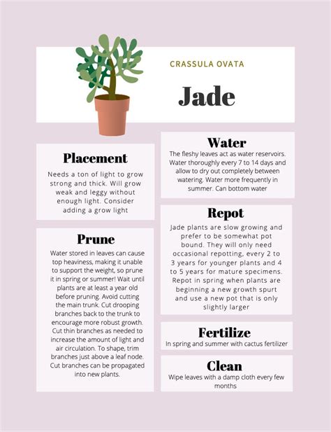 Jade Plant Care Tips & Tracker - Etsy