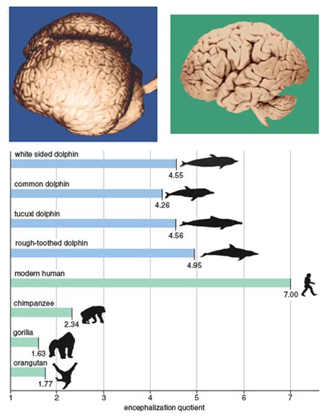 A Bigger, Better Brain | American Scientist