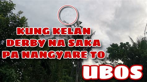 ADENO VIRUS UBOS IBON KO KARERA NG KALAPATI YouTube