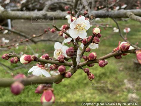 春の訪れを告げる梅の花の写真・画像素材 6294871 Snapmart（スナップマート）