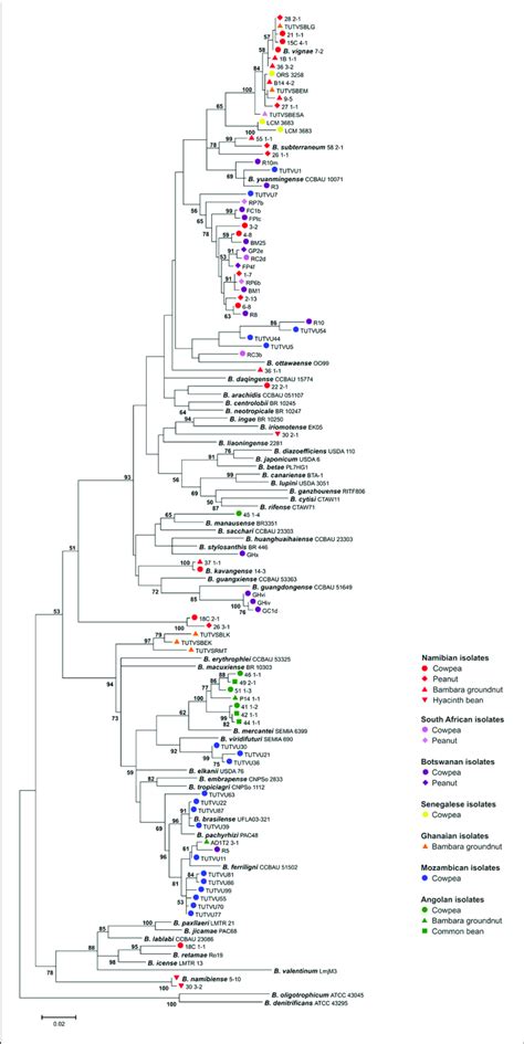 Maximum Likelihood Based Phylogeny Inferred From Glnii Reca Sequences