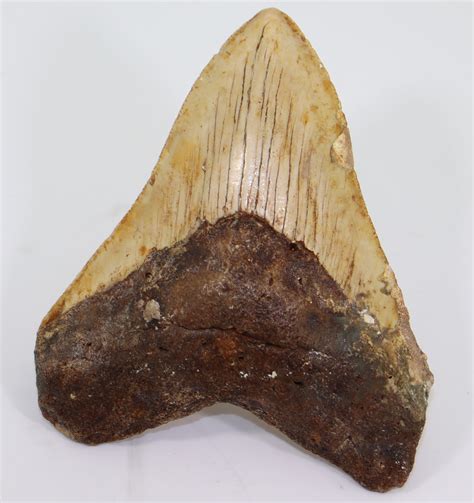 Carcharodon Megalodon Agassiz Fossilien Philipp Kr Ger