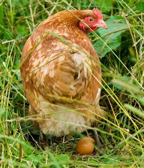 When Do Chickens Start Laying Eggs Signs Symptoms FAQs